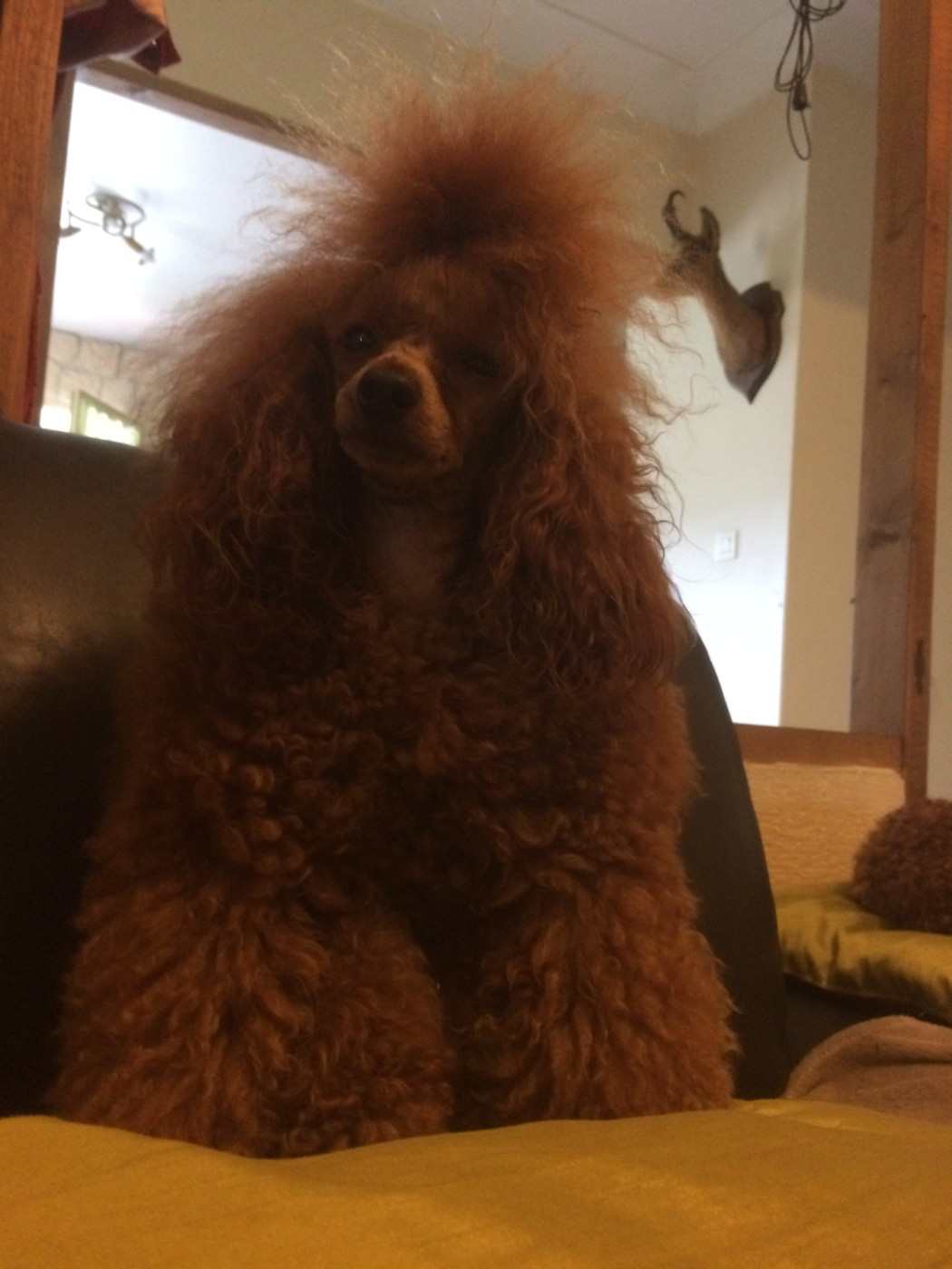 URANIA SHOW-NIE Du Domaine De La Vallée Heureuse