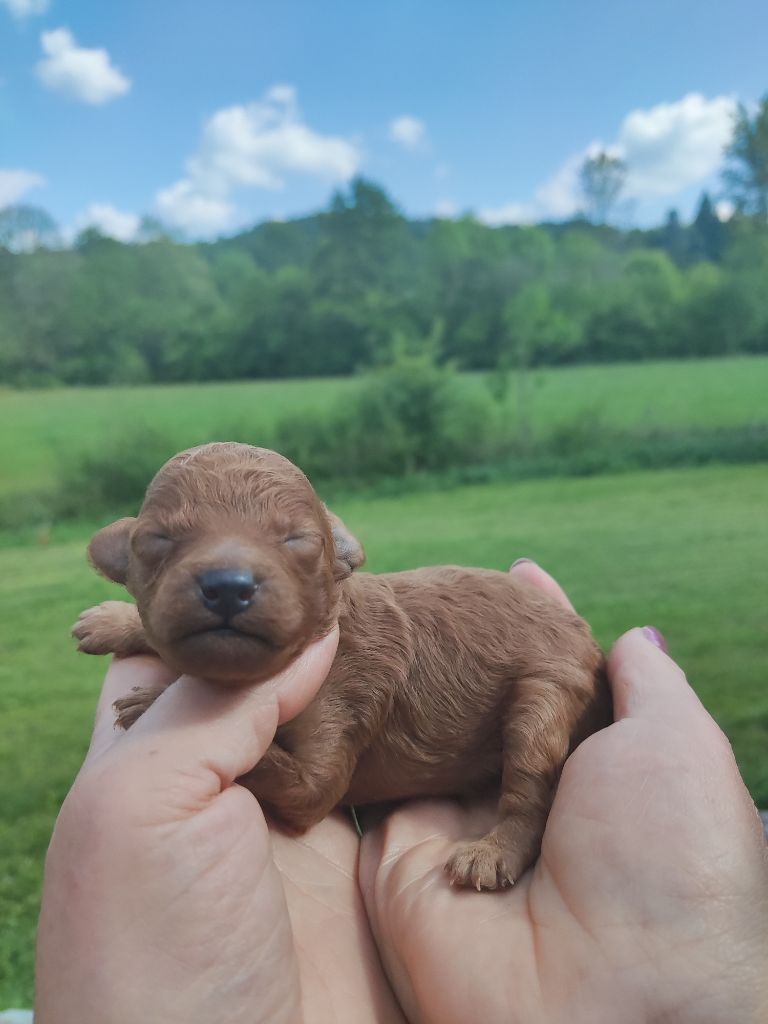 Du Domaine De La Vallée Heureuse - Chiots disponibles - Caniche