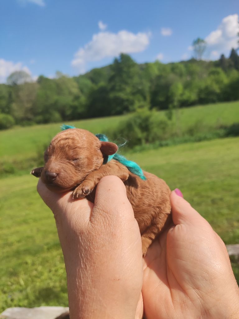 Du Domaine De La Vallée Heureuse - Chiots disponibles - Caniche