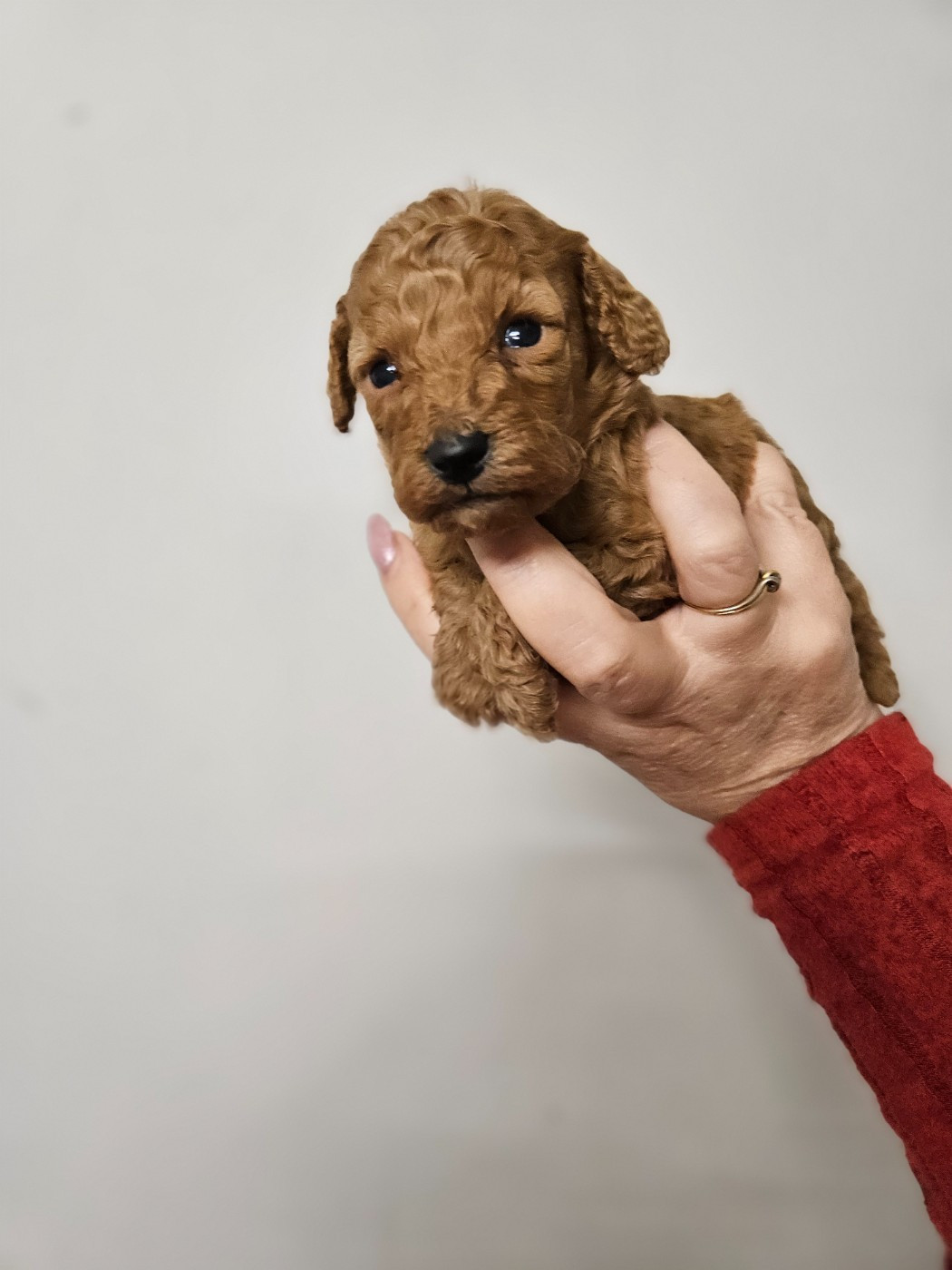 Du Domaine De La Vallée Heureuse - Chiots disponibles - Caniche