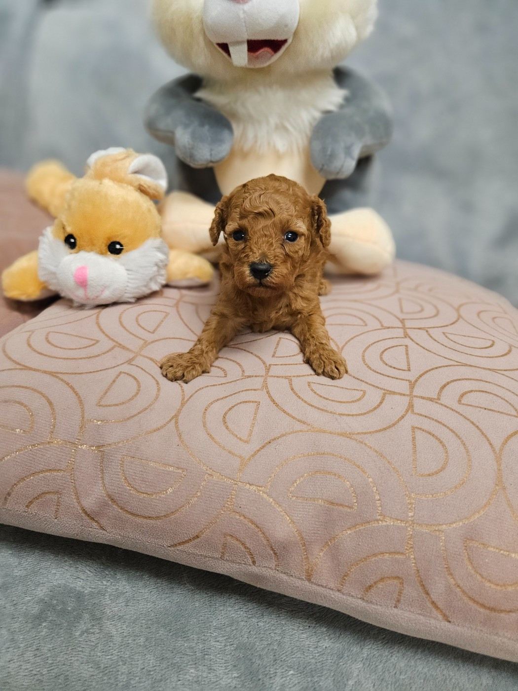 Du Domaine De La Vallée Heureuse - Chiots disponibles - Caniche