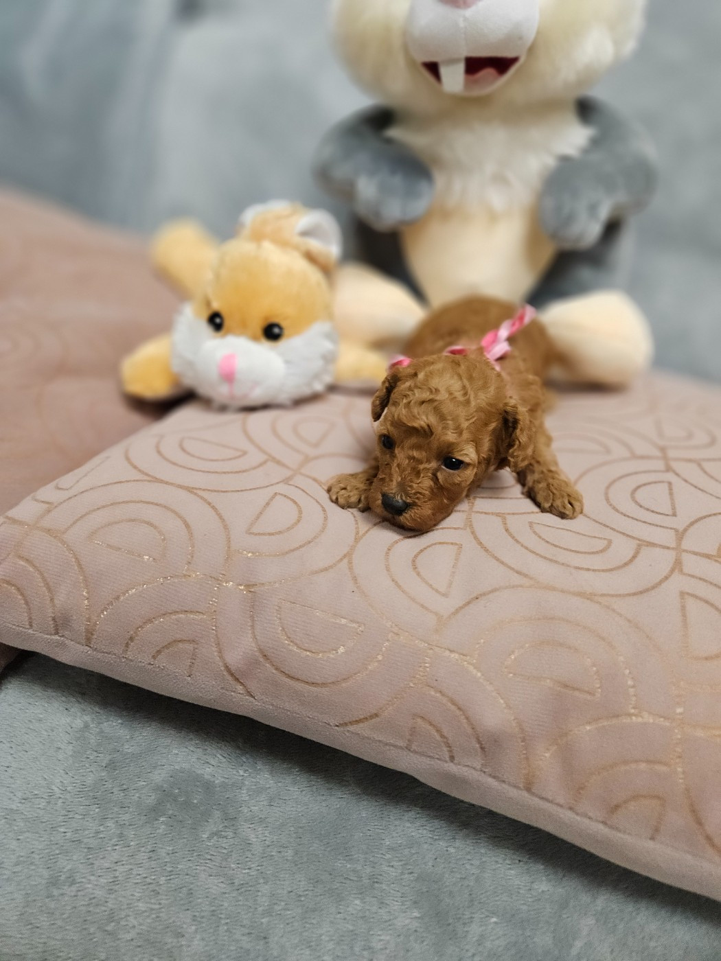 Du Domaine De La Vallée Heureuse - Chiots disponibles - Caniche