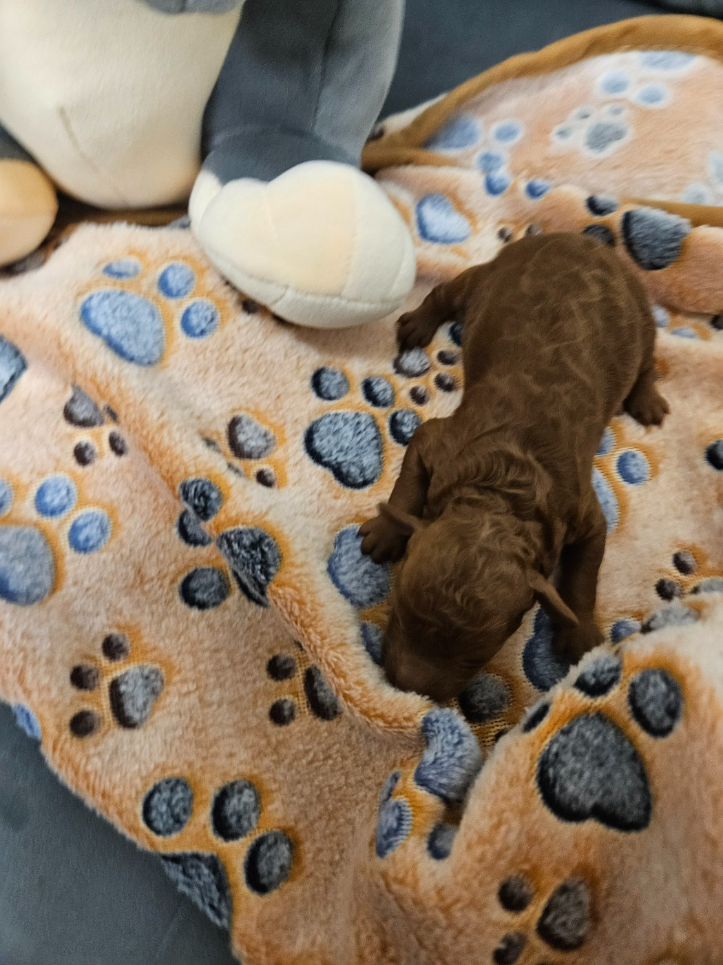 Du Domaine De La Vallée Heureuse - Caniche - Portée née le 28/02/2026