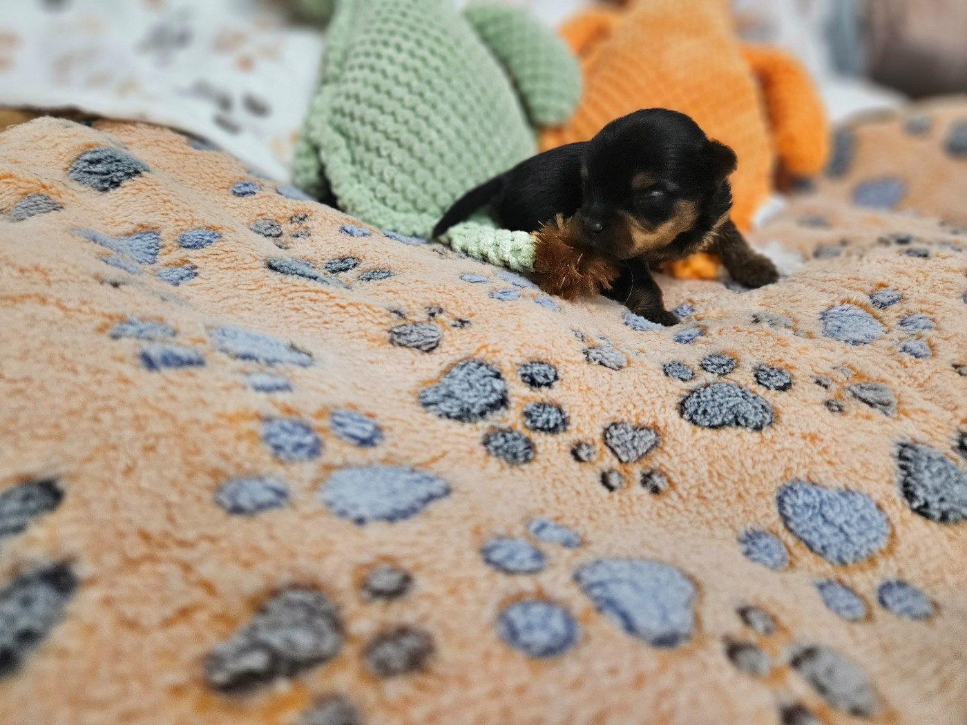 Du Domaine De La Vallée Heureuse - Chiots disponibles - Yorkshire Terrier