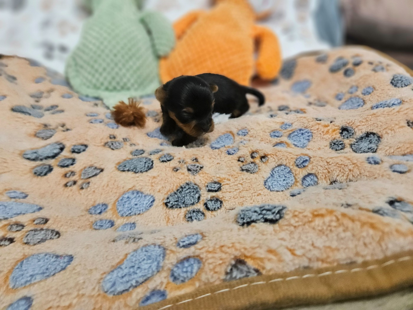 Du Domaine De La Vallée Heureuse - Chiots disponibles - Yorkshire Terrier