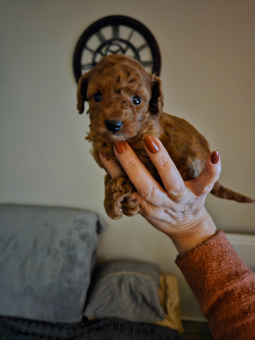 Du Domaine De La Vallée Heureuse - Chiots disponibles - Caniche