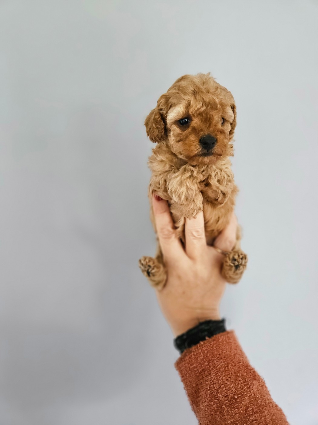 Du Domaine De La Vallée Heureuse - Chiots disponibles - Caniche