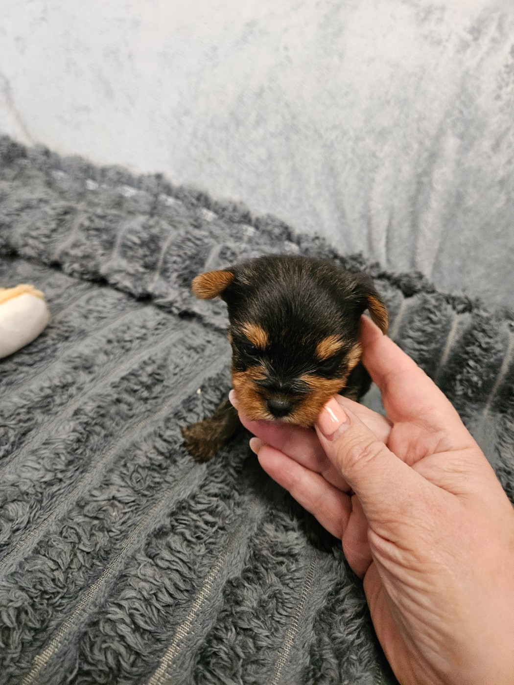 Du Domaine De La Vallée Heureuse - Chiots disponibles - Yorkshire Terrier