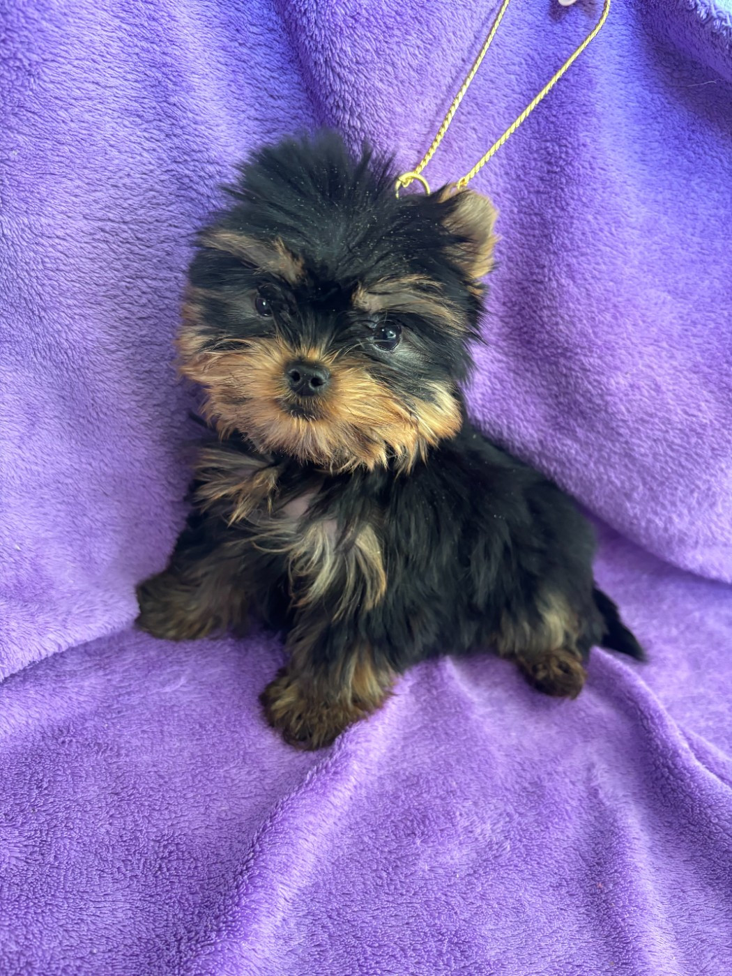 Du Domaine De La Vallée Heureuse - Chiots disponibles - Yorkshire Terrier
