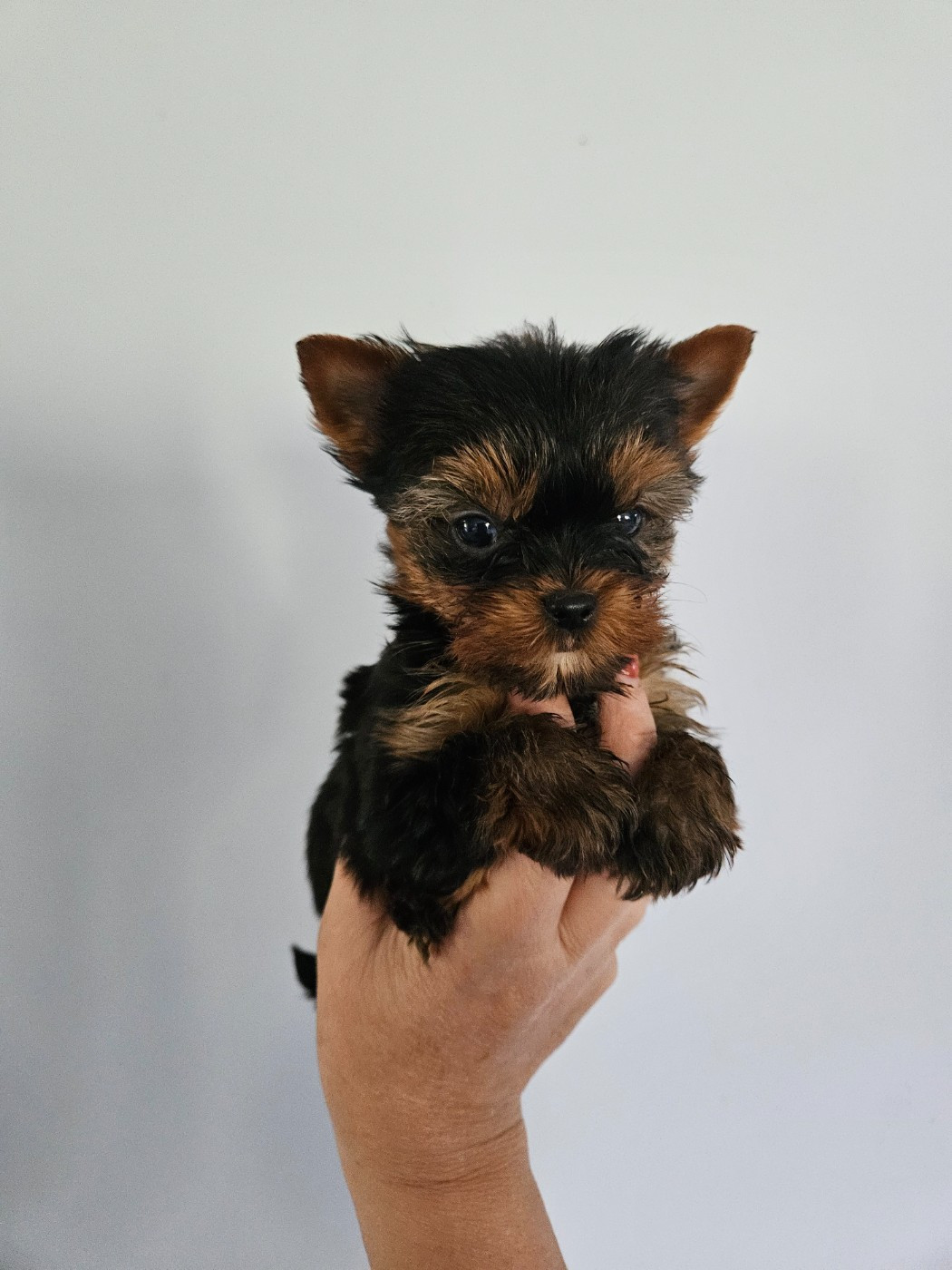 Du Domaine De La Vallée Heureuse - Chiots disponibles - Yorkshire Terrier