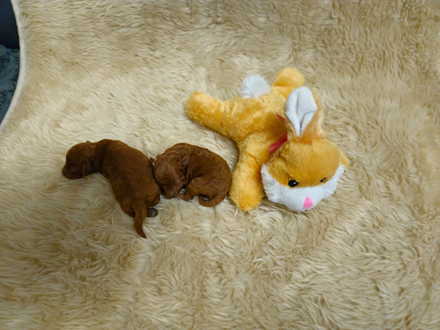 Du Domaine De La Vallée Heureuse - Chiots disponibles - Caniche