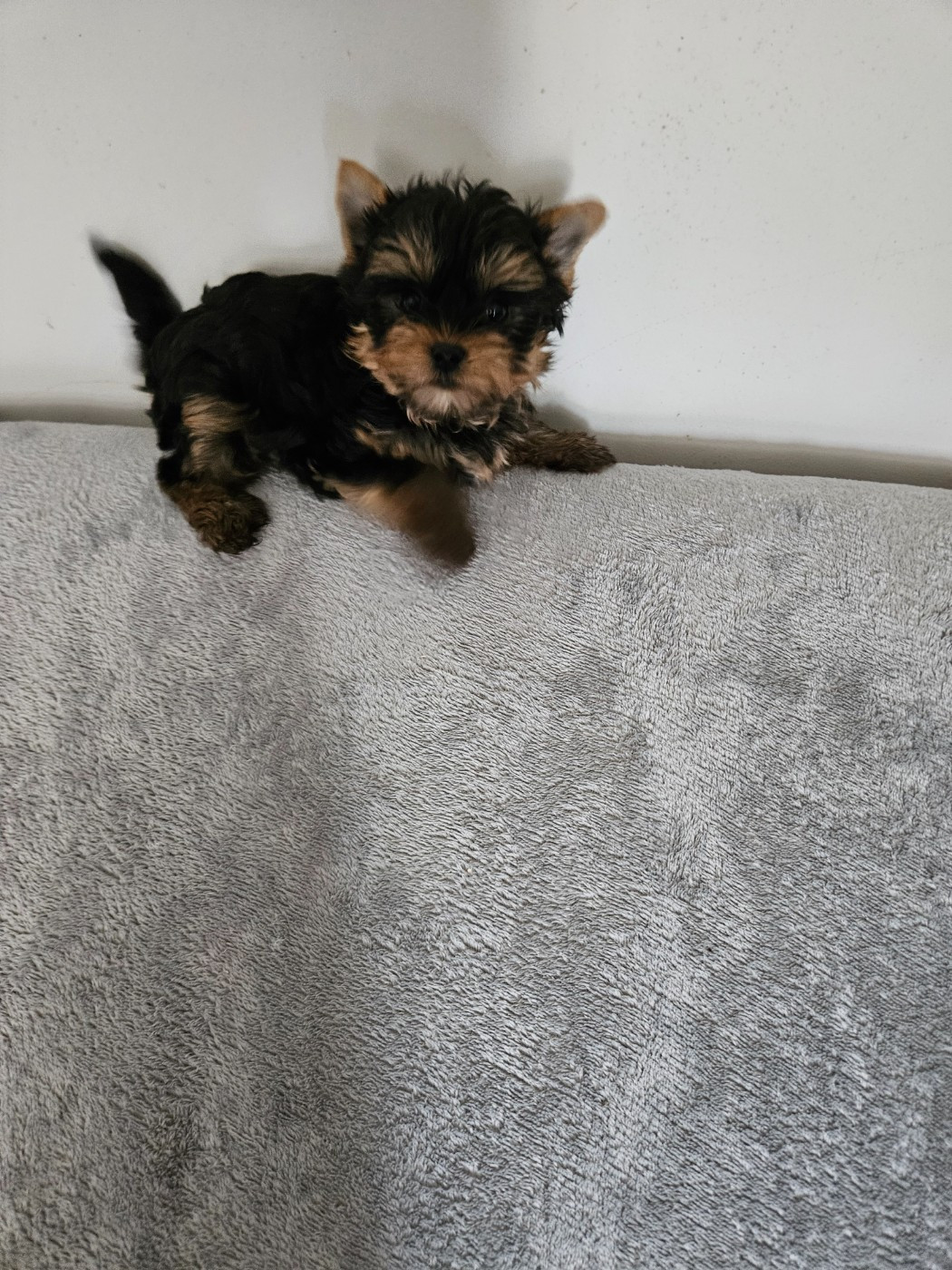 Du Domaine De La Vallée Heureuse - Chiots disponibles - Yorkshire Terrier