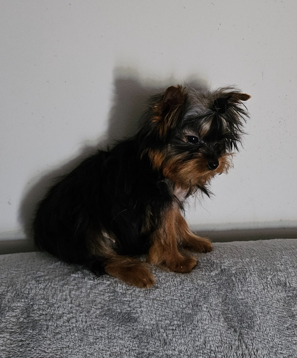 Du Domaine De La Vallée Heureuse - Chiots disponibles - Yorkshire Terrier