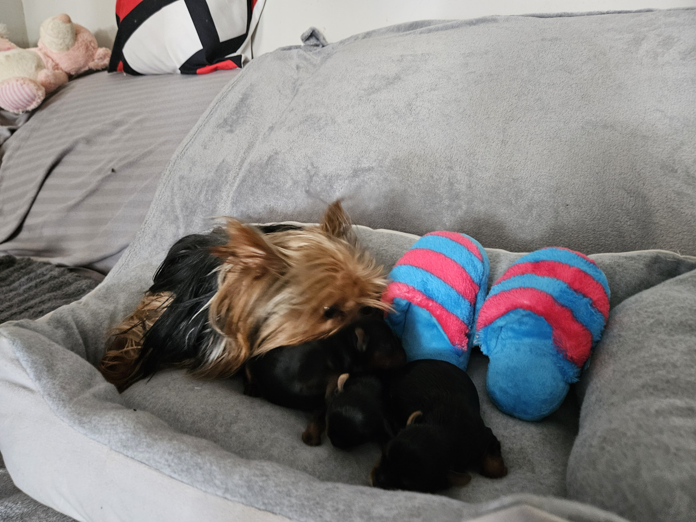 Chiot Yorkshire Terrier Du Domaine De La Vallée Heureuse