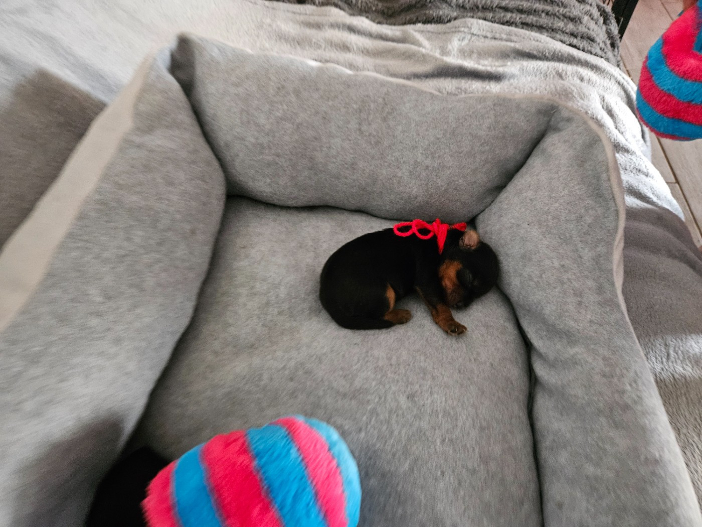 Du Domaine De La Vallée Heureuse - Chiots disponibles - Yorkshire Terrier