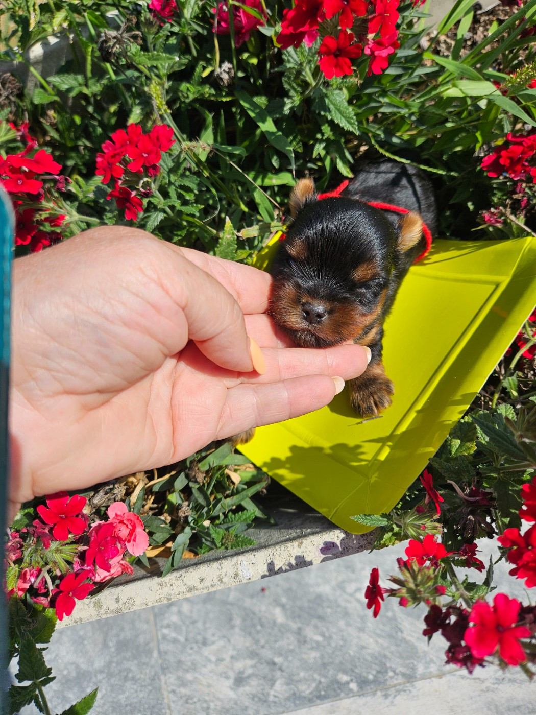 Du Domaine De La Vallée Heureuse - Chiots disponibles - Yorkshire Terrier