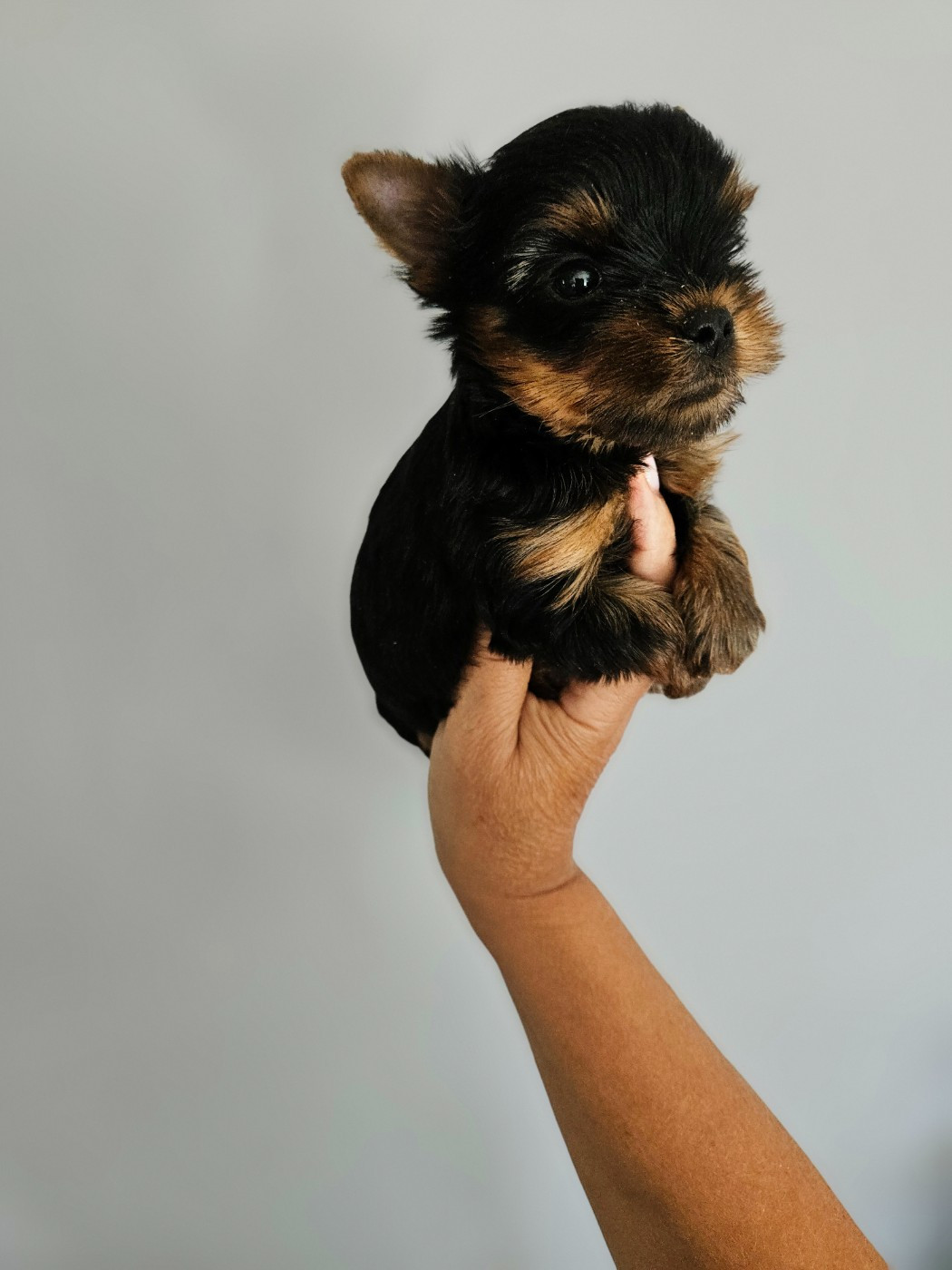Du Domaine De La Vallée Heureuse - Chiots disponibles - Yorkshire Terrier