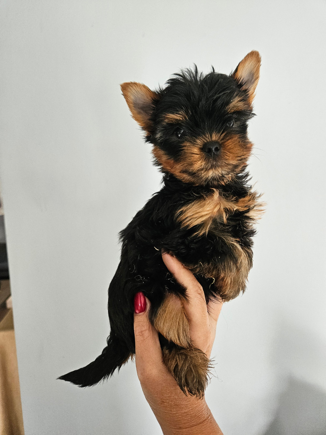 Du Domaine De La Vallée Heureuse - Chiots disponibles - Yorkshire Terrier