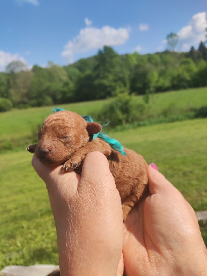 CHIOT 4