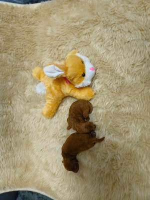 Chiot N°1