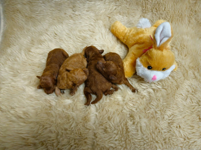 Chiot N°4