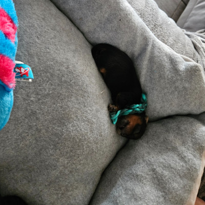 Chiot N°1