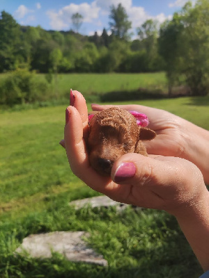 CHIOT 3