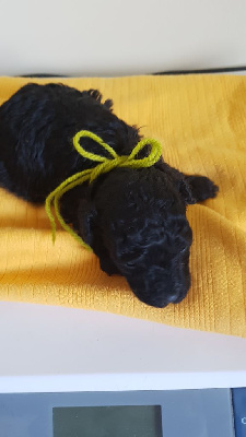 CHIOT 2