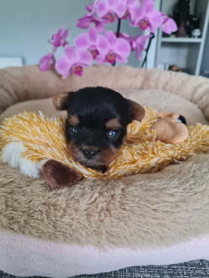 CHIOT 3