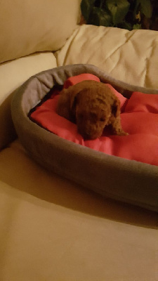 CHIOT 2