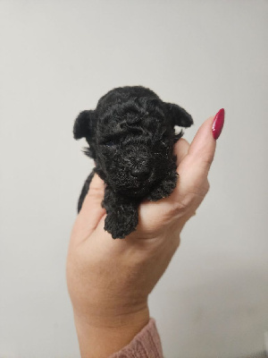 CHIOT 2