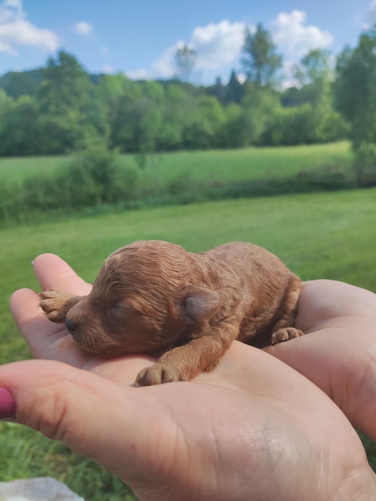 Du Domaine De La Vallée Heureuse - Chiots disponibles - Caniche