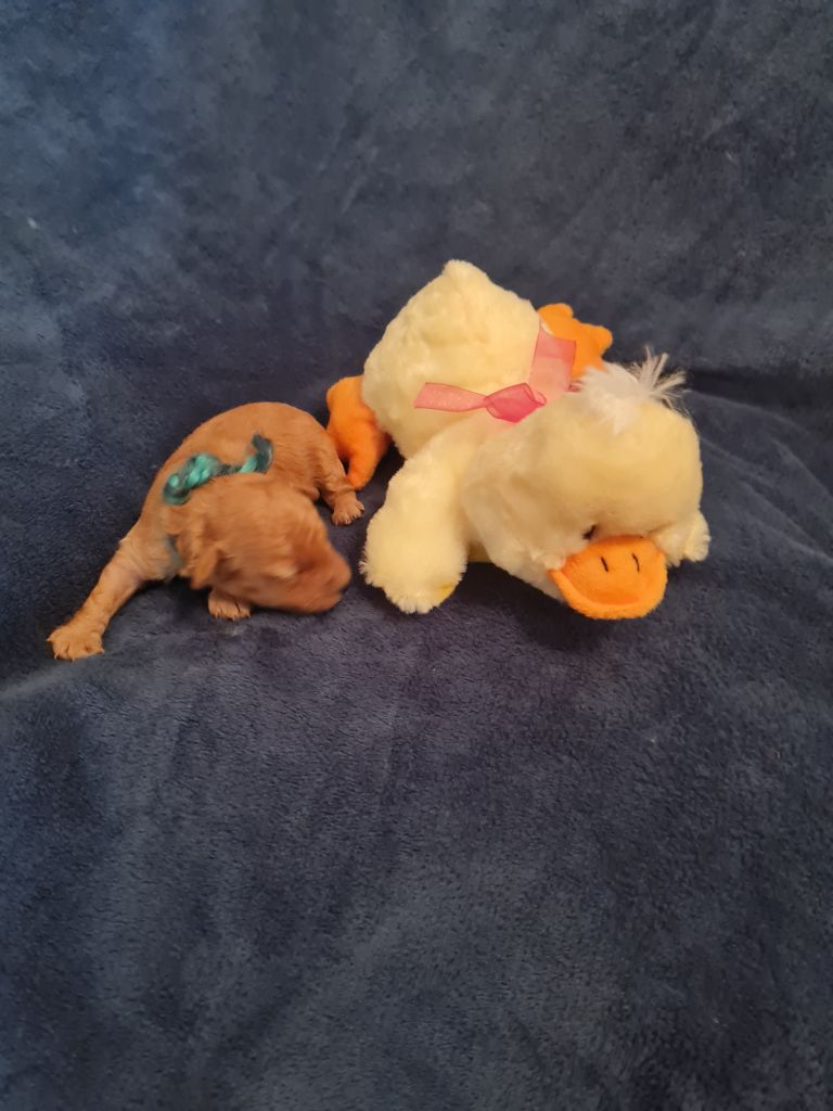 Du Domaine De La Vallée Heureuse - Chiots disponibles - Caniche