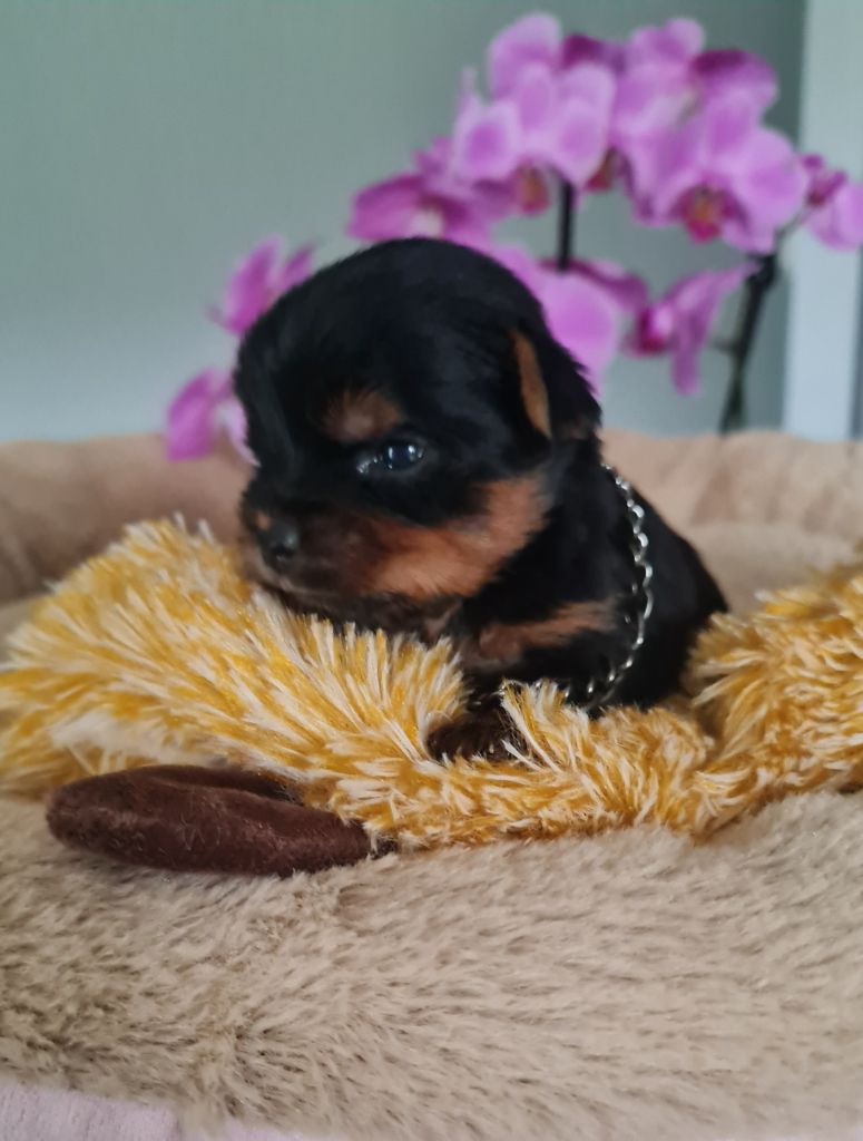 Du Domaine De La Vallée Heureuse - Chiots disponibles - Yorkshire Terrier